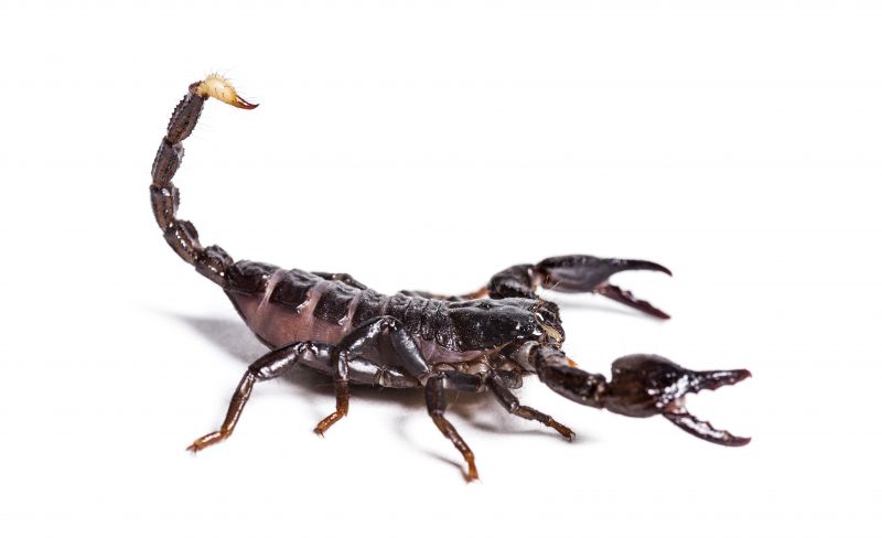 Scorpions in Nevada