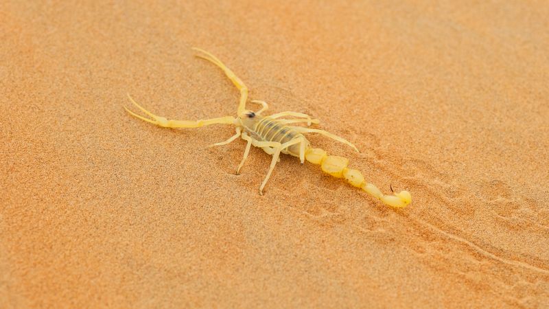 - There are a couple of ways to get scorpions out of your house. For example, you can call an exterminator or catch the scorpion in a jar and release it outside.