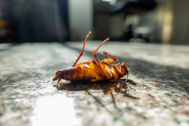 cockroach control las vegas Exterminating