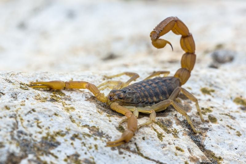 Scorpion Removal in House