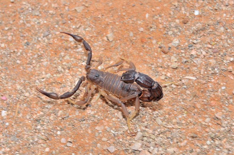 If you need help with scorpion removal in house, we can help
