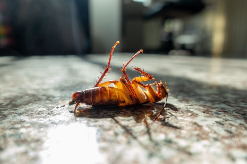 Cheap Roach Exterminator Near Me