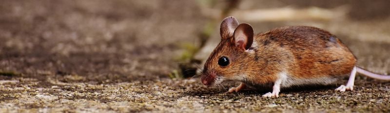 mice control Green Wave Pest Solutions Mountains Edge