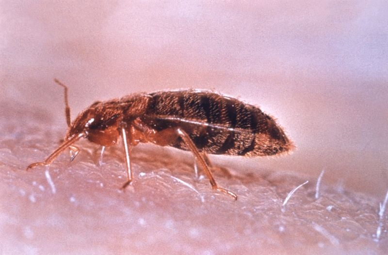 bed bug extermination las vegas nv