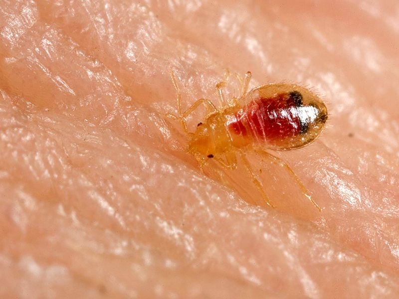 bed bug sucks blood from human host