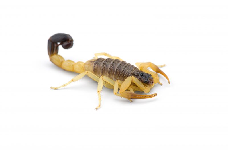 Get rid of scorpions in Las Vegas